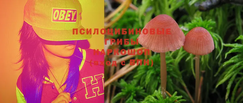 закладка  Ковров  Галлюциногенные грибы Magic Shrooms 